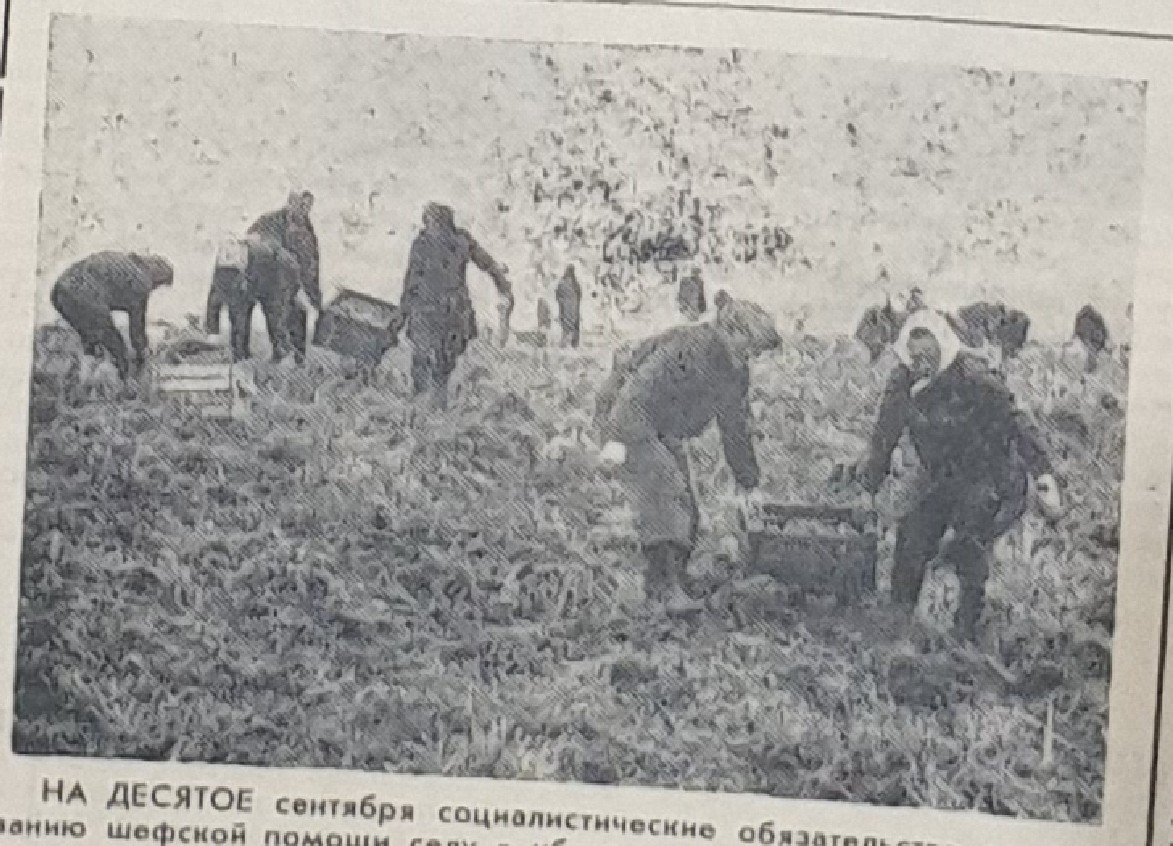 коллектив комбината на уборке картофеля на полях совхоза "Ленинский луч